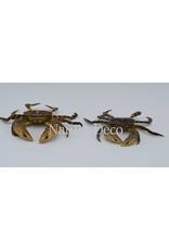 . Mounted crab (Hemigrapsus sanguineus)