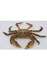 . Mounted crab (Hemigrapsus sanguineus)