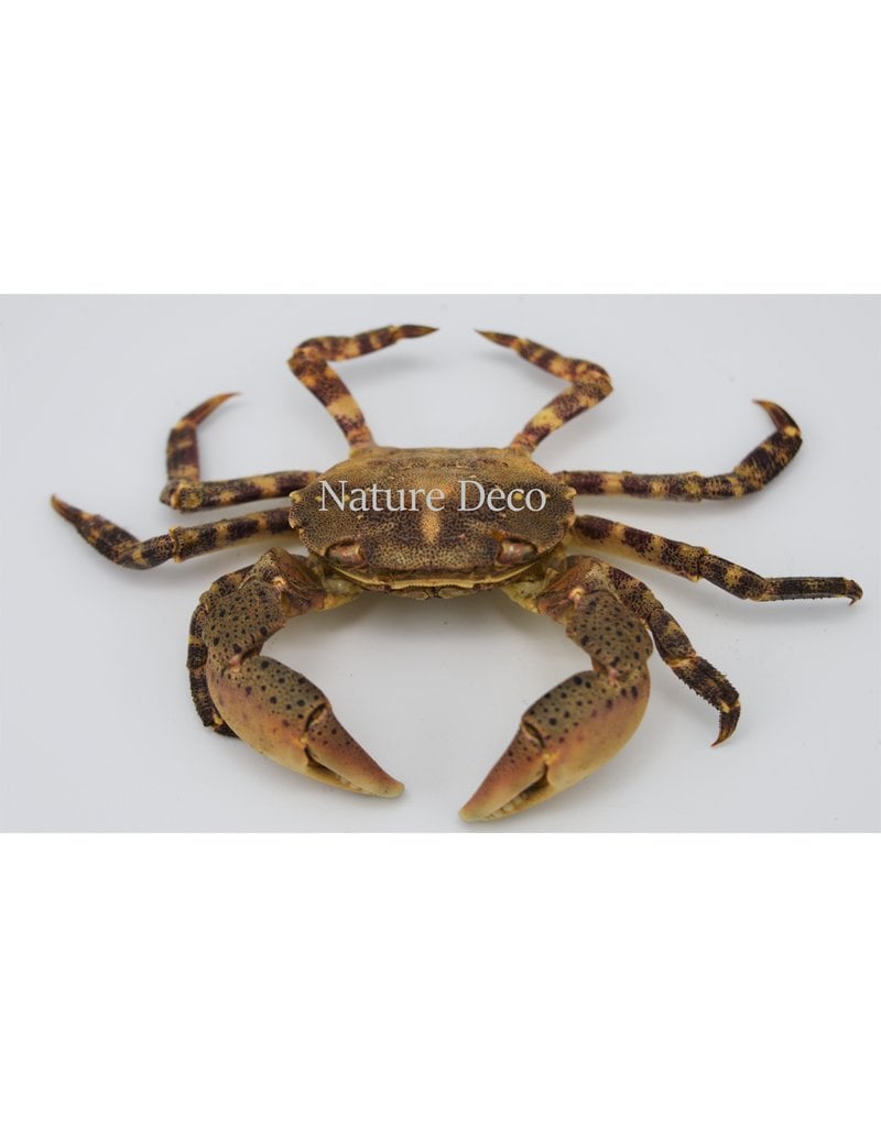 . Mounted crab (Hemigrapsus sanguineus)