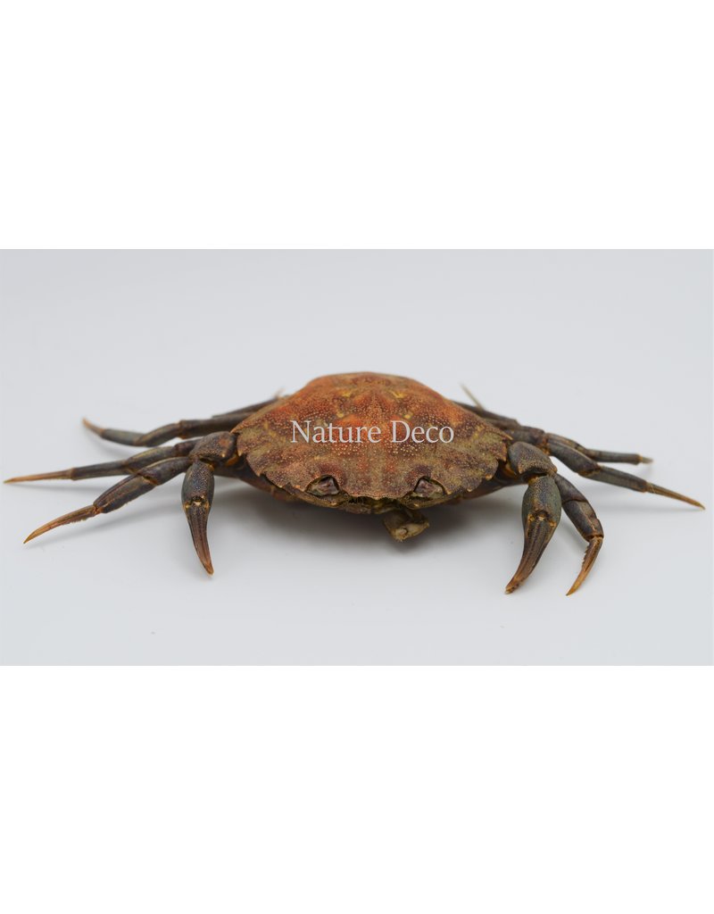 . Mounted crab (Liocarcinus)