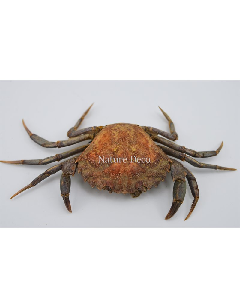 . Mounted crab (Liocarcinus)