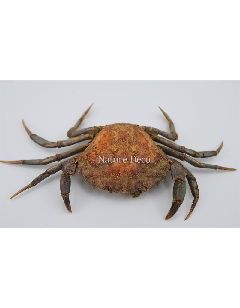 . Opgezette krab (Liocarcinus )