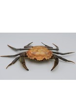 . Mounted crab XL (Liocarcinus)