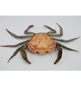 . Mounted crab XL (Liocarcinus)