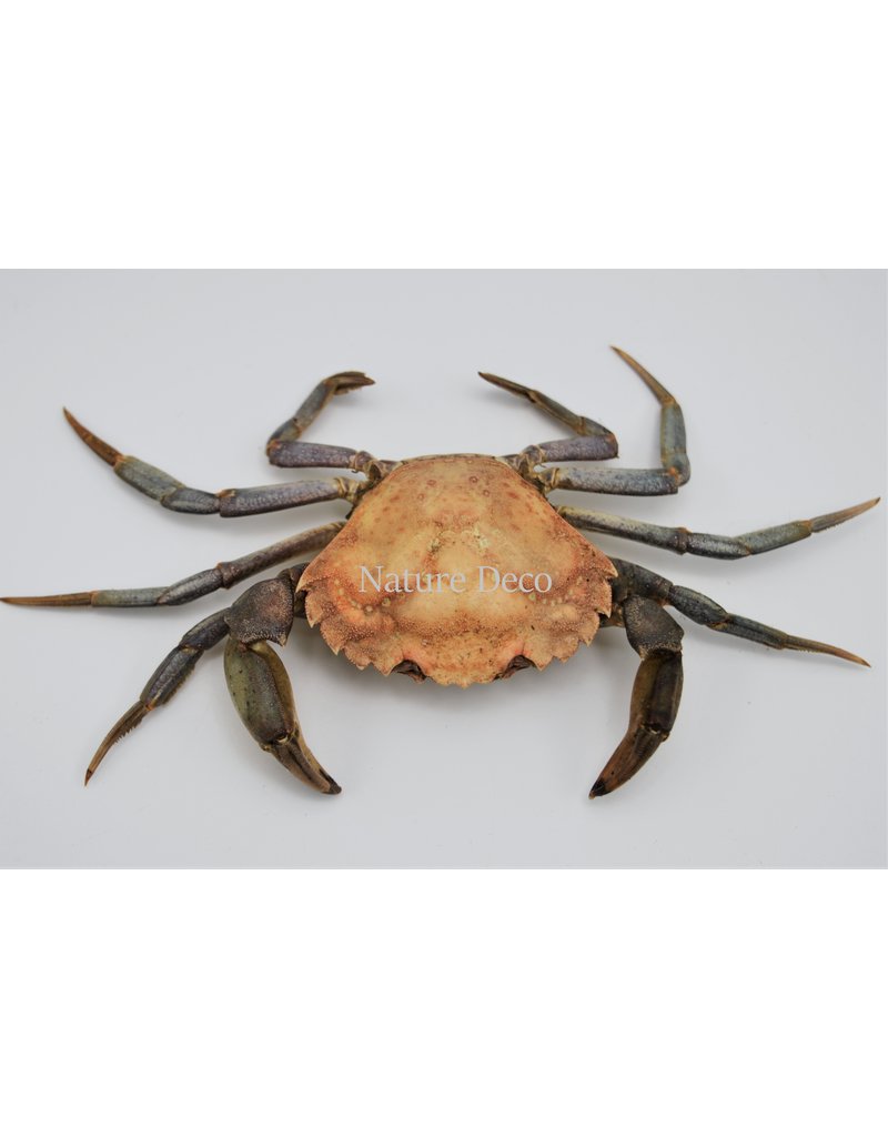 . Mounted crab XL (Liocarcinus)