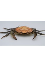 . Mounted crab XL (Liocarcinus)