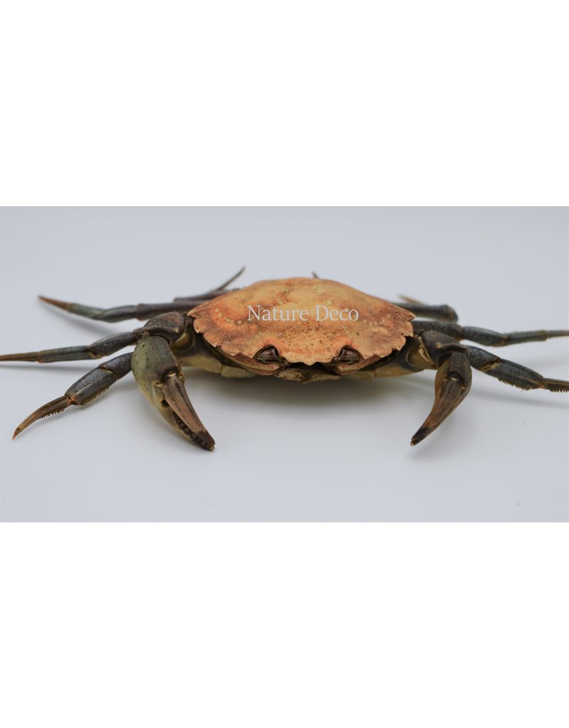 . Mounted crab XL (Liocarcinus)