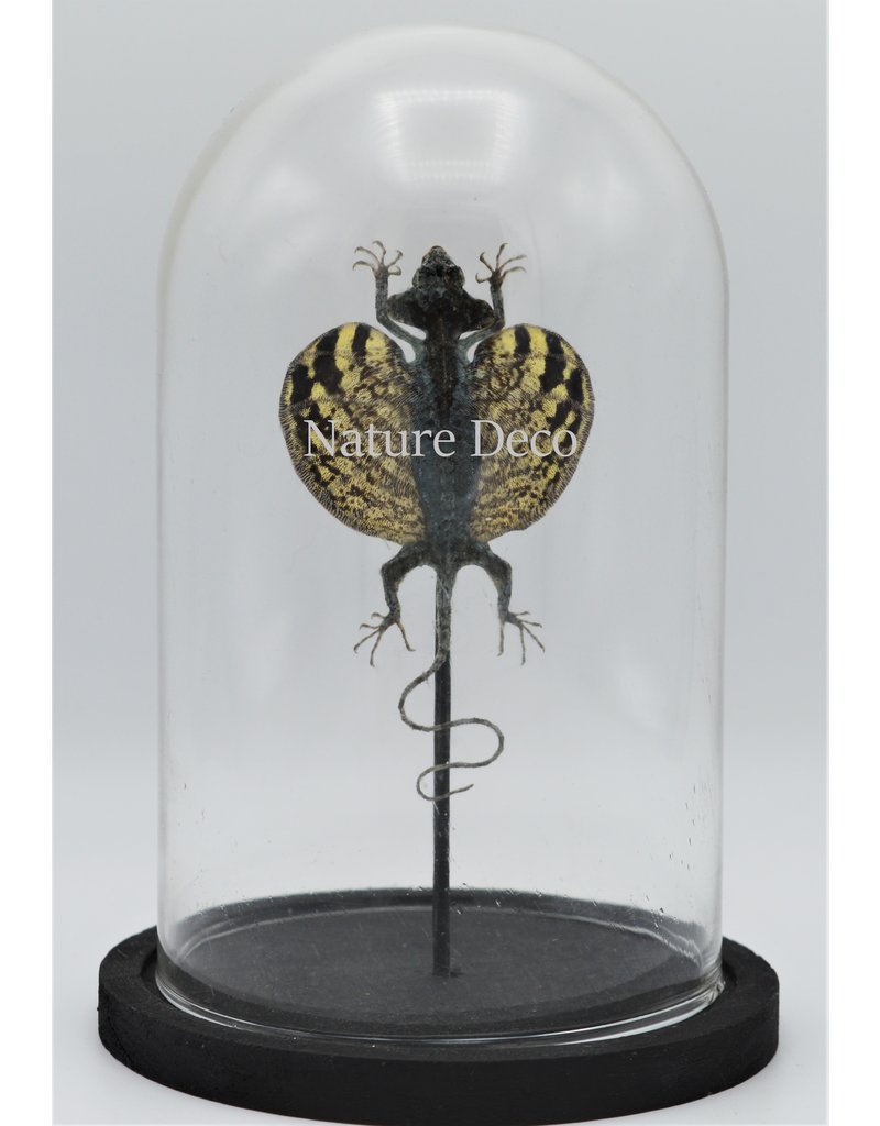 Nature Deco Draco Volans Volans (mounted flying dragon) in glass dome 14 x 21cm