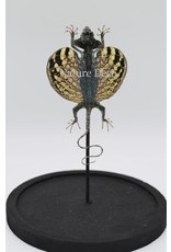 Nature Deco Draco Volans Volans (mounted flying dragon) in glass dome 14 x 21cm