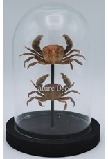 Nature Deco Crabs in glass dome 14 x 10cm