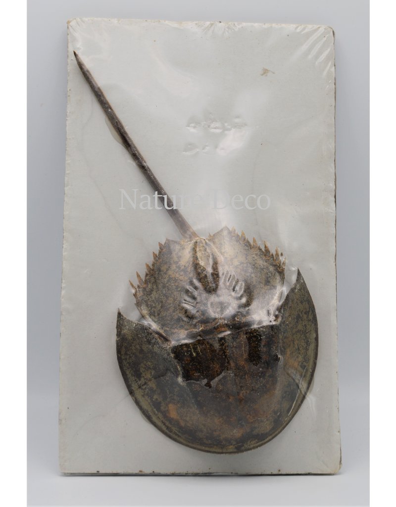 . Horseshoe crab