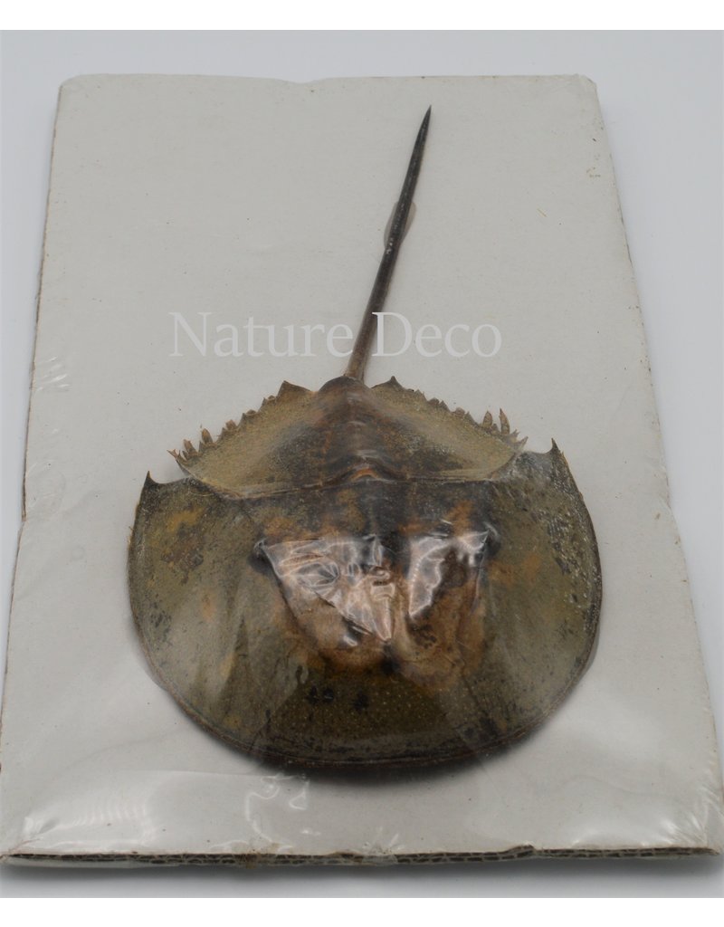 . Horseshoe crab