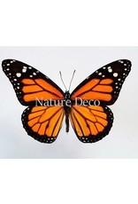 . Unmounted Danaus Plexippus (Monarch butterfly)