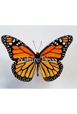 . Unmounted Danaus Plexippus (Monarch butterfly)