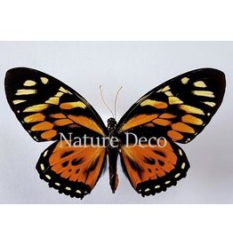 . Ongeprepareerde Papilio Zagreus