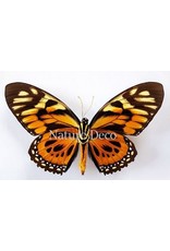 . Ongeprepareerde Papilio Zagreus