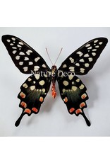 . Unmounted Papilio Antenor