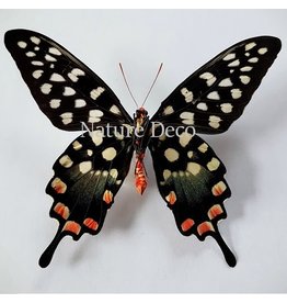 . Ongeprepareerde Papilio Antenor