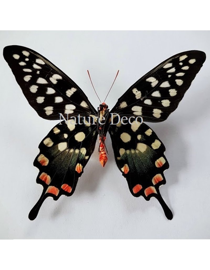 . Unmounted Papilio Antenor