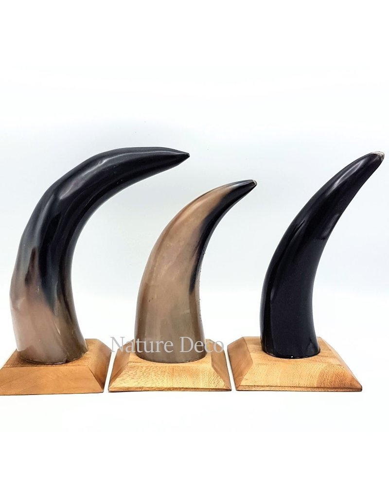 . Cow horn polished with wood base 22cm