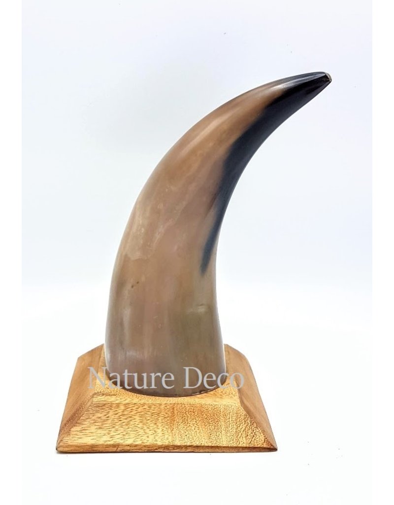 . Cow horn polished with wood base 22cm