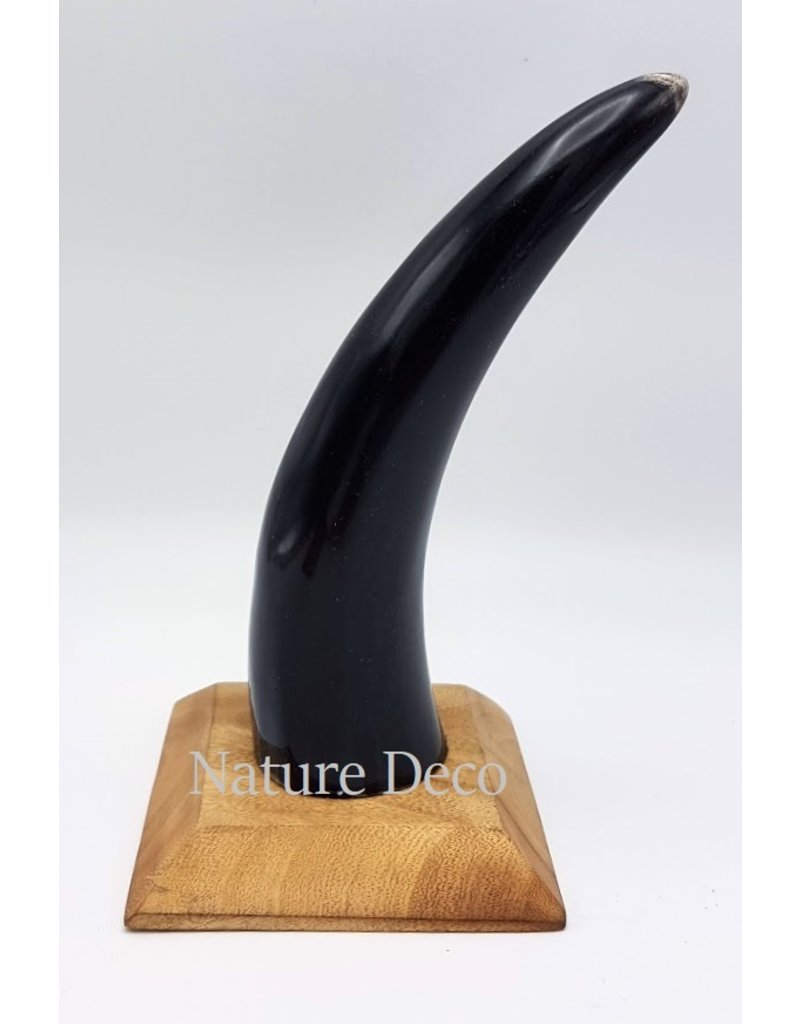 . Cow horn polished with wood base 22cm