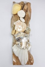 . Shells on wood