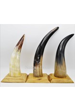 . Cow horn polished with wood base large 30cm