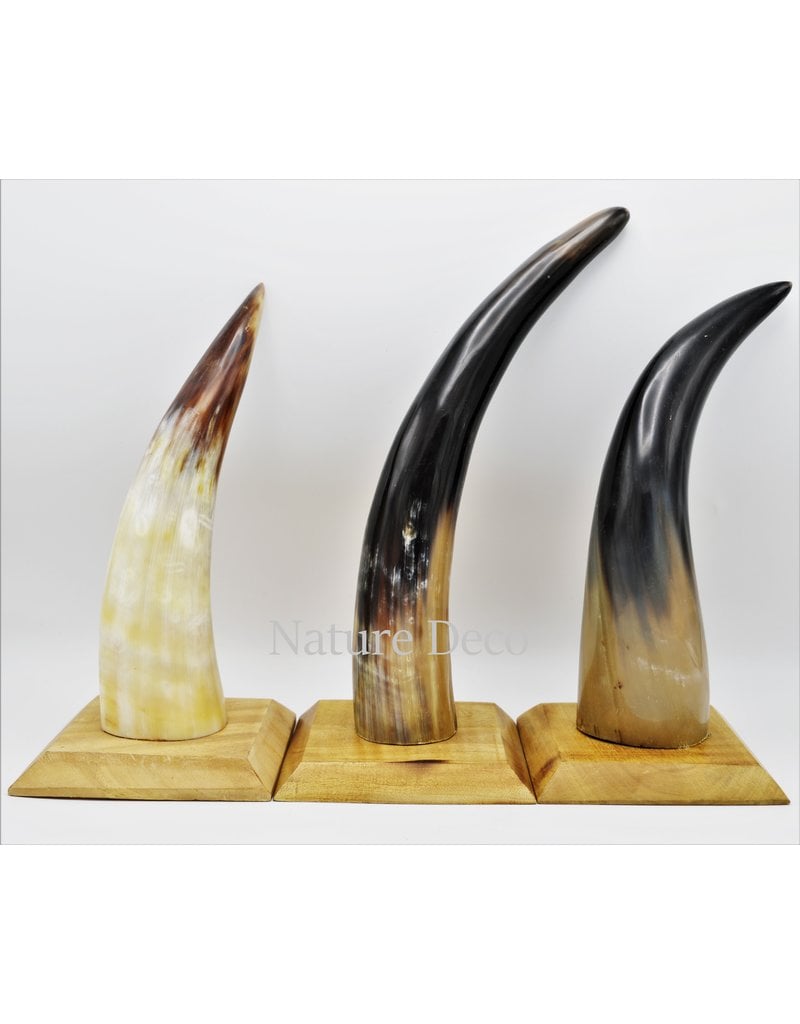 . Cow horn polished with wood base large 30cm