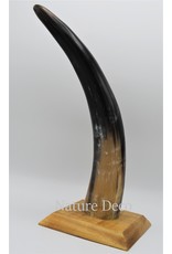 . Cow horn polished with wood base large 30cm