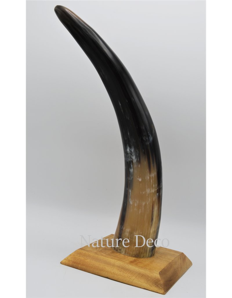 . Cow horn polished with wood base large 30cm