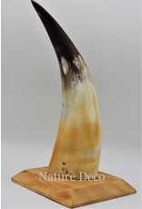 . Cow horn polished with wood base large 30cm