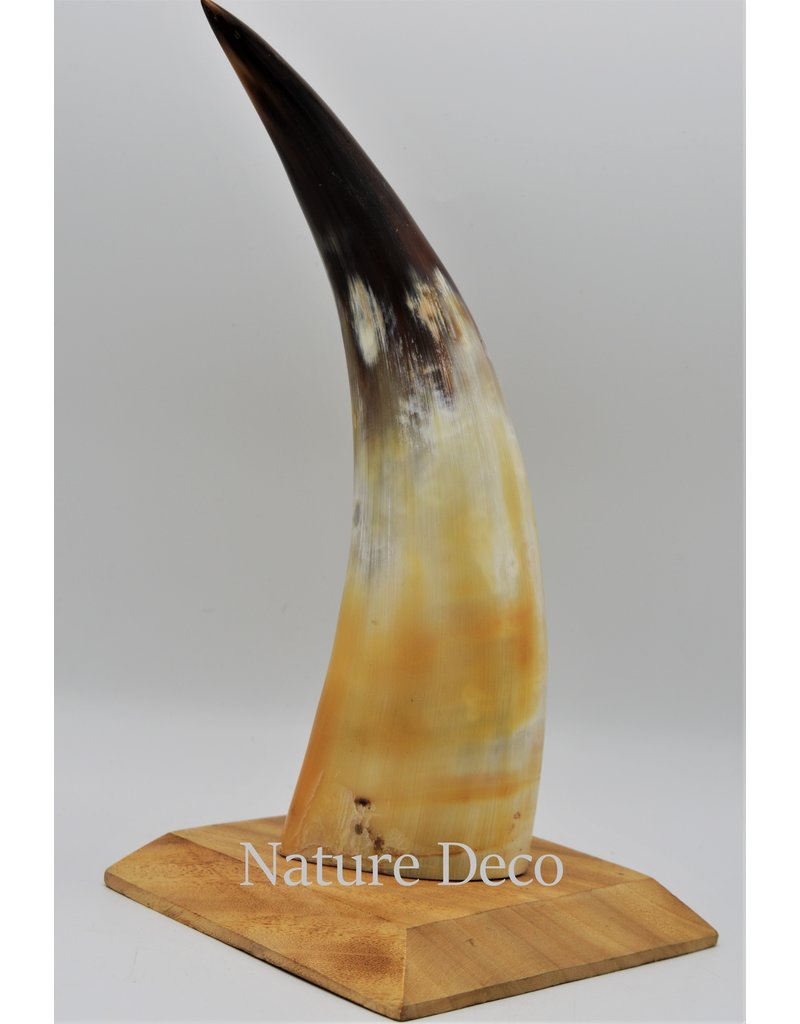 . Cow horn polished with wood base large 30cm