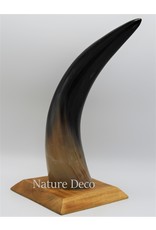 . Cow horn polished with wood base large 30cm