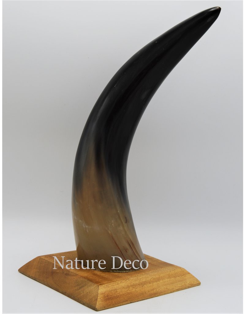 . Cow horn polished with wood base large 30cm