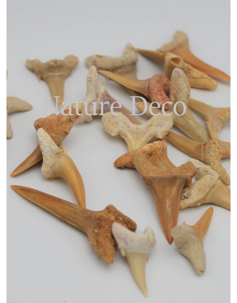 . Fossil shark teeth