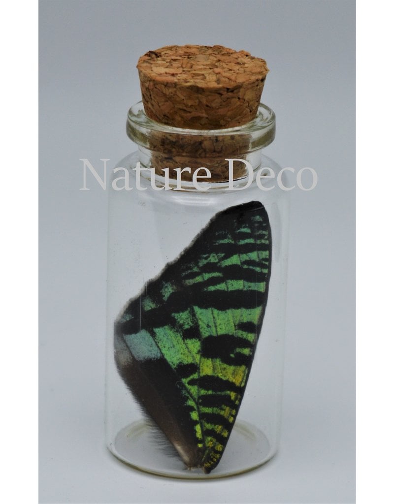 Nature Deco Urania Ripheus upper wing wish bottle