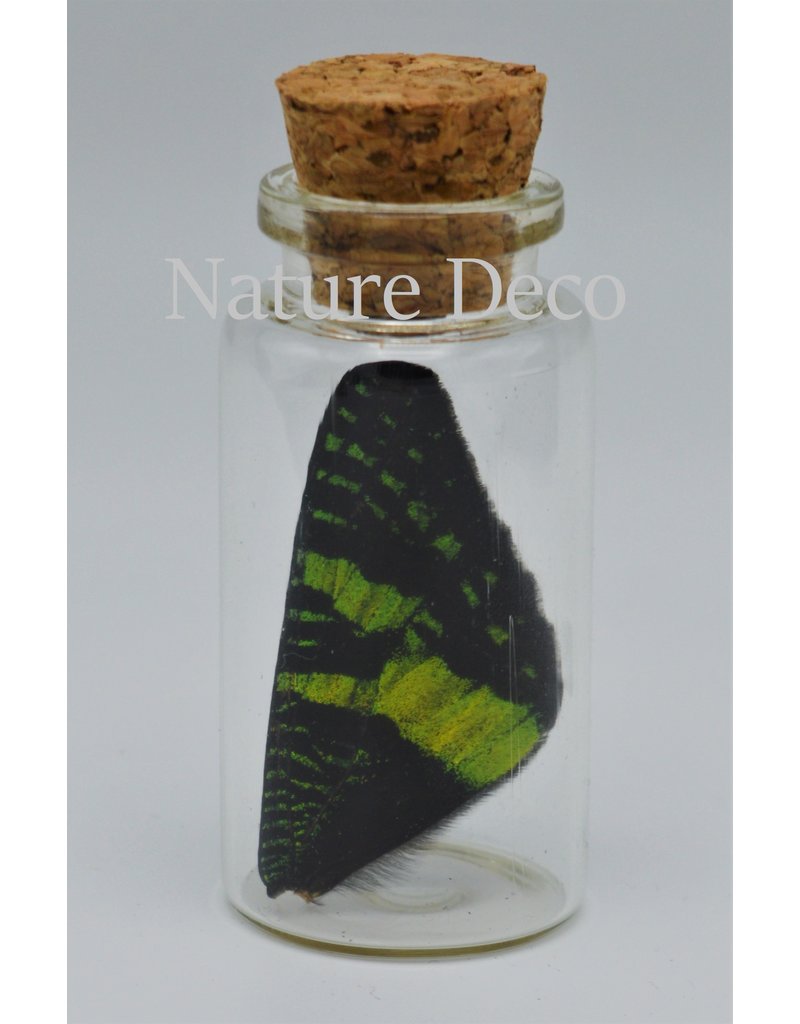 Nature Deco Urania Ripheus upper wing wish bottle