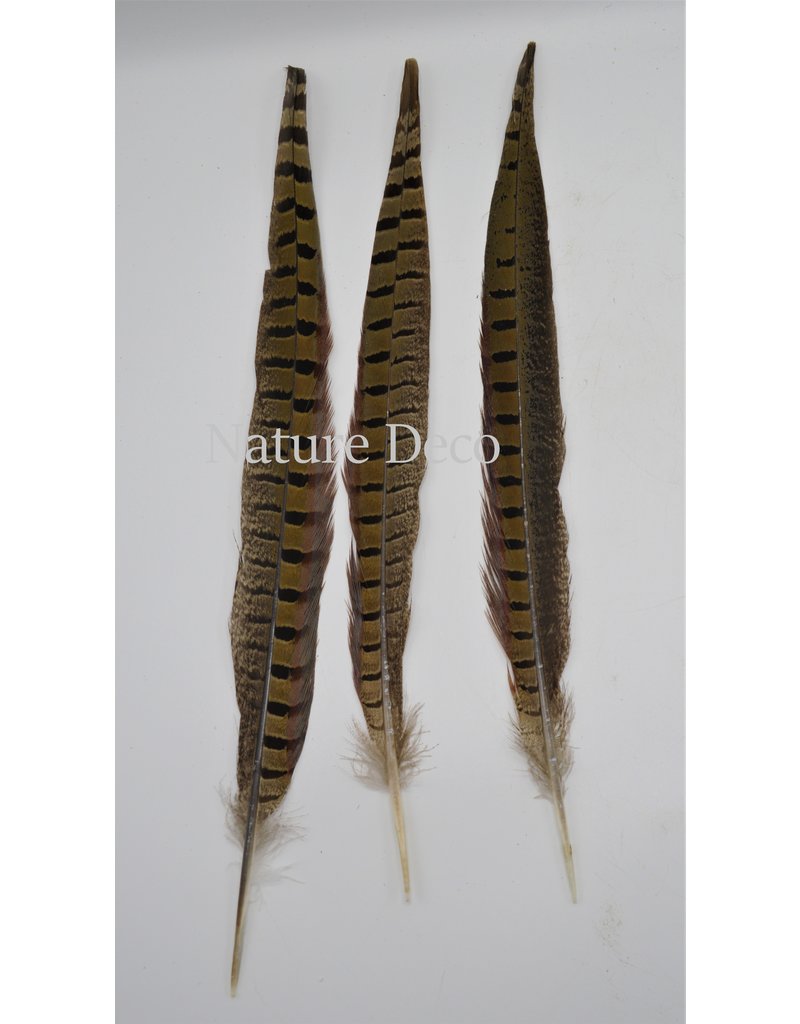 . Pheasant feather