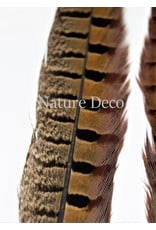 . Pheasant feather