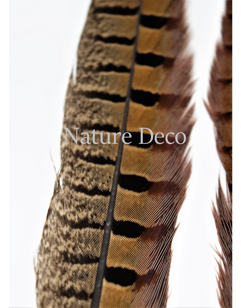 . Pheasant feather