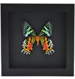 Nature Deco Urania Ripheus underside in luxury 3D frame black