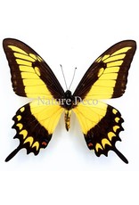 . Unmounted Papilio Lycophron