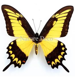 . Unmounted Papilio Lycophron