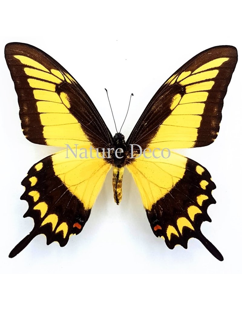 . Unmounted Papilio Lycophron
