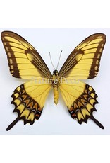 . Unmounted Papilio Lycophron