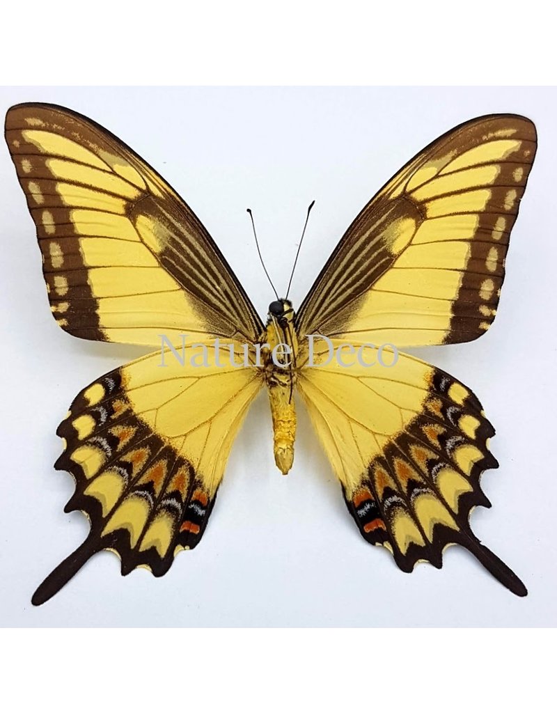 . Unmounted Papilio Lycophron