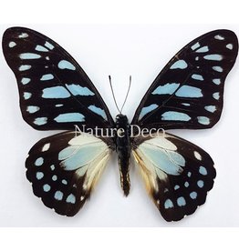 . Unmounted Graphium Leonidas