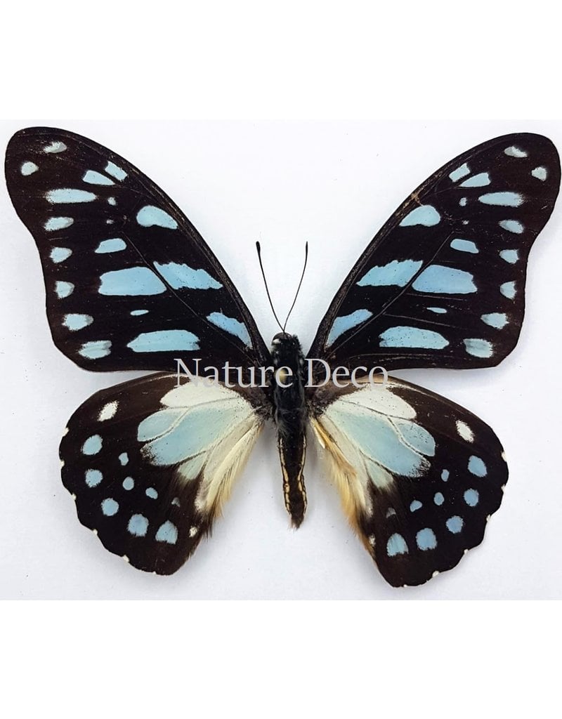 . Unmounted Graphium Leonidas