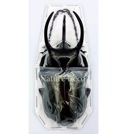 . Ongeprepareerde  Chalcosoma	Caucasus